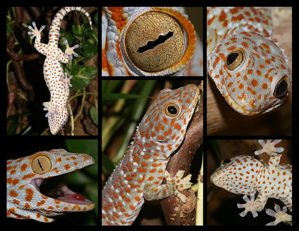 Gebe mich als Tokeh ( Gecko Gecko ) zu erkennen . . .