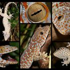 Gebe mich als Tokeh ( Gecko Gecko ) zu erkennen . . .