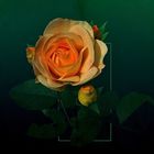 Gebe Rose