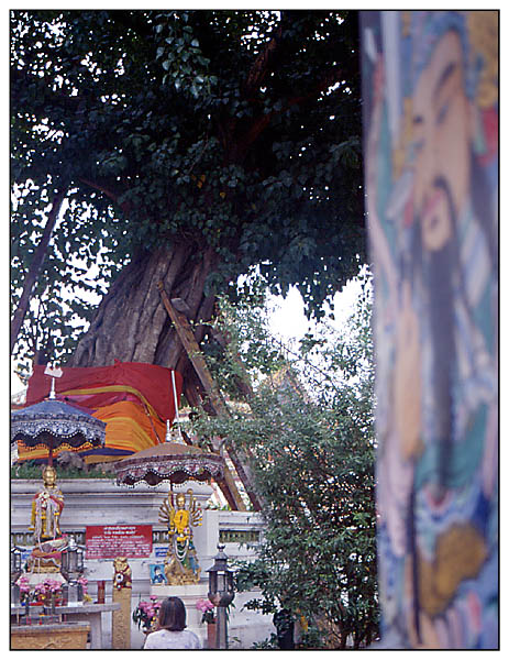 Gebet unter einem Banyanbaum - Wat Pho, Bangkok