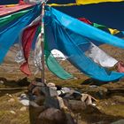 Gebetsfahnen im Wind am Mt. Kailash