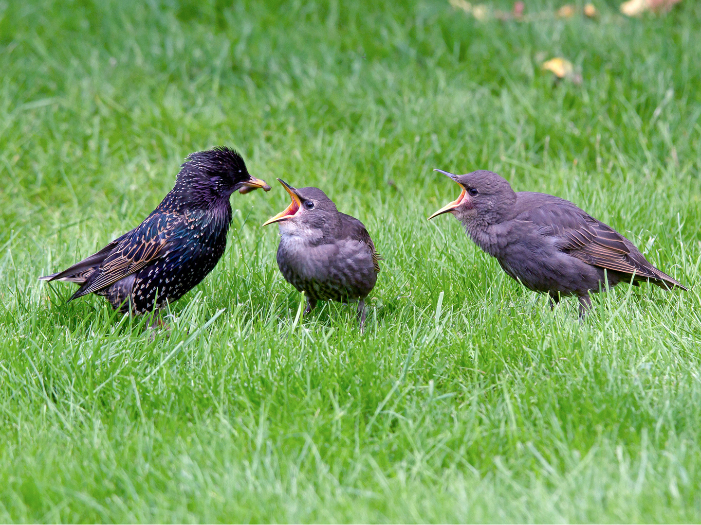 Gebettelt wird bei den Staren auch außerhalb des Nestes