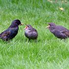 Gebettelt wird bei den Staren auch außerhalb des Nestes