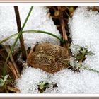 Gebettet im Schnee