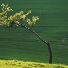 Gebeugt, nicht gebrochen