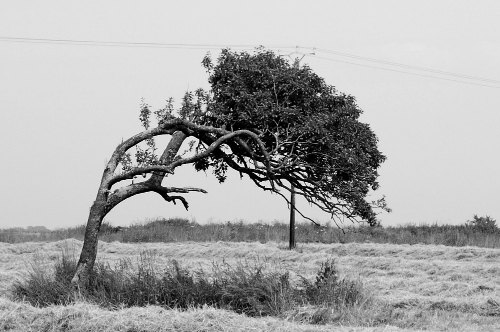 Gebeugter Baum by Haeger 