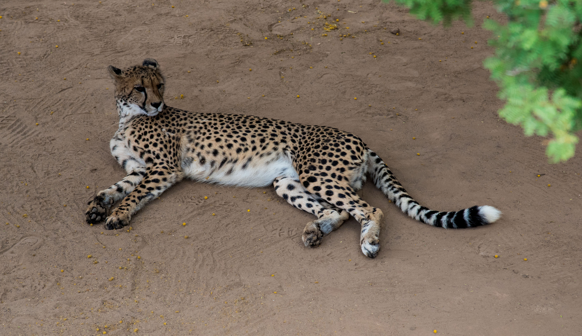 Gebhard_1 Foto & Bild natur, tiere, aufnahme Bilder auf