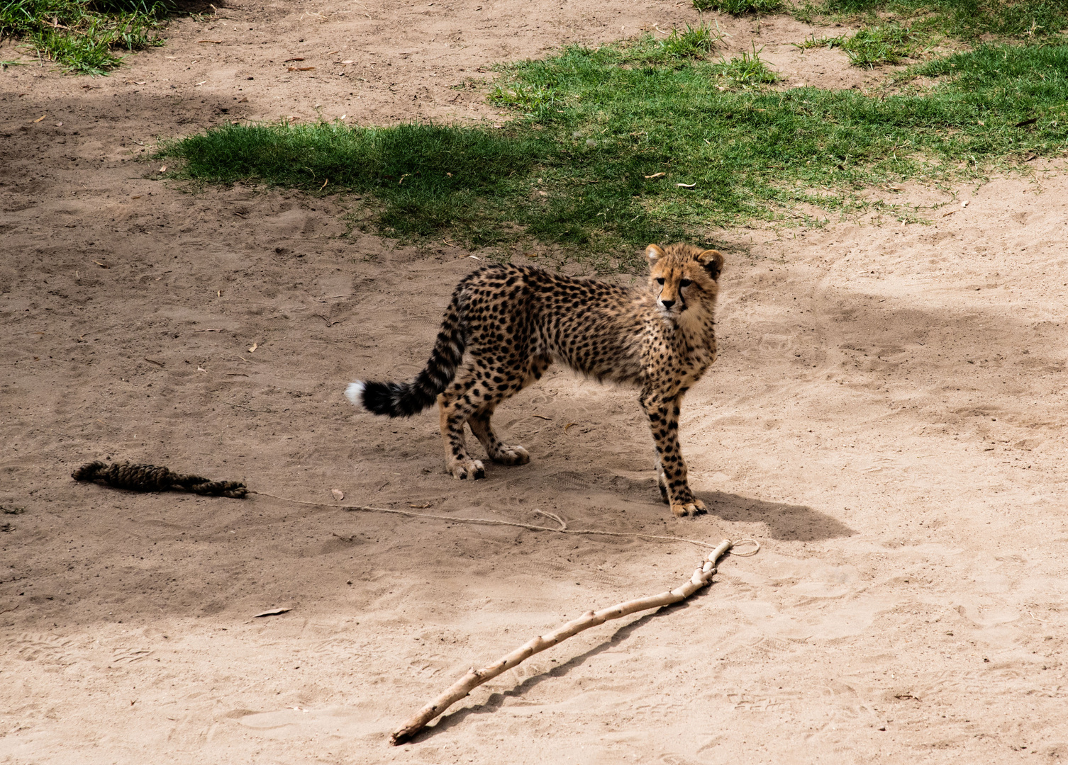 Gebhard_2 Foto & Bild tiere, aufnahme, motive Bilder auf