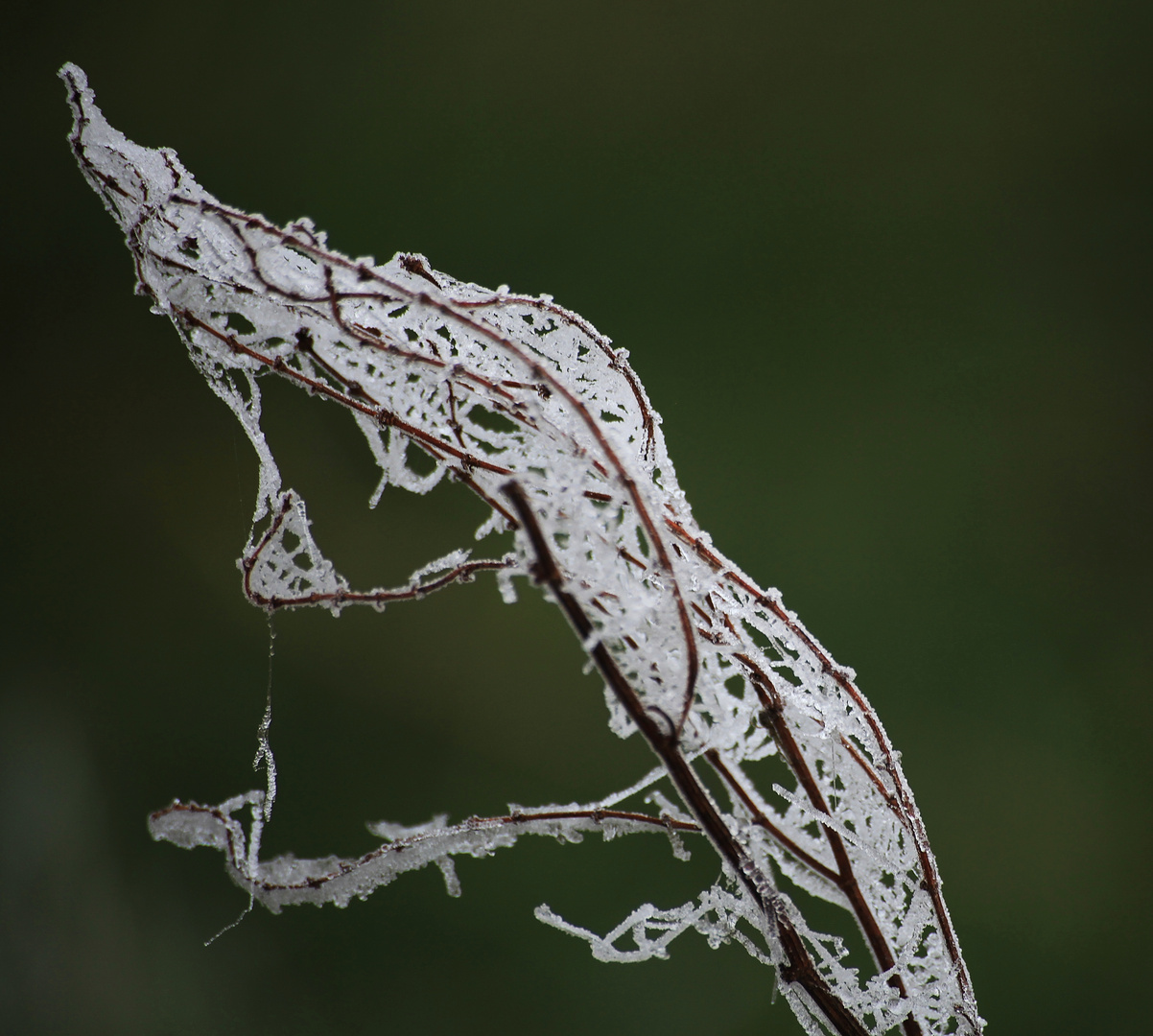 Gebilde aus meinem Garten