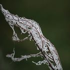 Gebilde aus meinem Garten