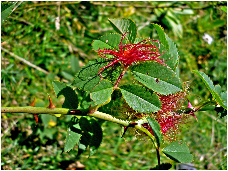 Gebilde der Rosengallwespe