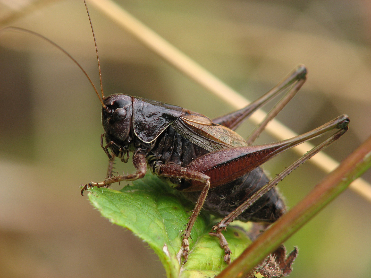 Gebirgs-Beissschrecke Metrioptera saussuriana