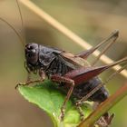 Gebirgs-Beissschrecke Metrioptera saussuriana