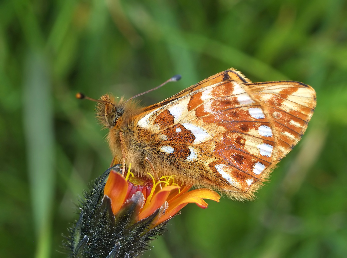 Gebirgs-Boloria