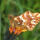 Gebirgs-Boloria