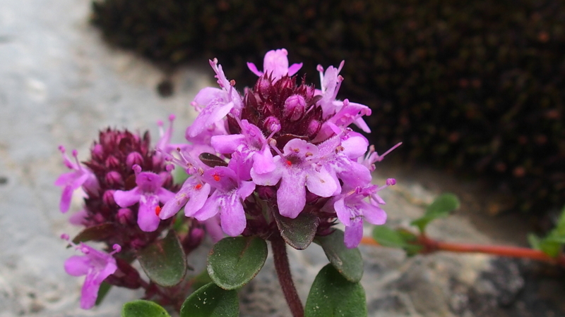 Gebirgs-Feld-Thymian 'Thymus praecox subsp. polytrichus'