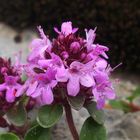 Gebirgs-Feld-Thymian 'Thymus praecox subsp. polytrichus'