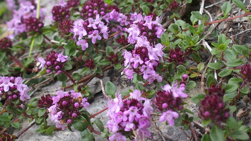 Gebirgs-Feld-Thymian 'Thymus praecox subsp. polytrichus'