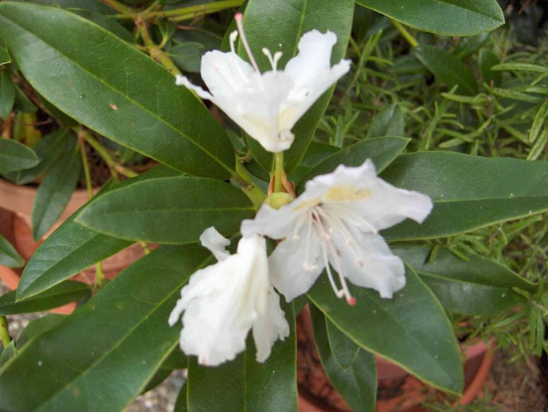 Gebirgs-Rhododendron im Spätsommer, weil zweiter Blütenstand