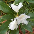 Gebirgs-Rhododendron im Spätsommer, weil zweiter Blütenstand