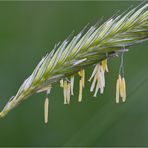 Gebirgs Roggen (Secale montanum).