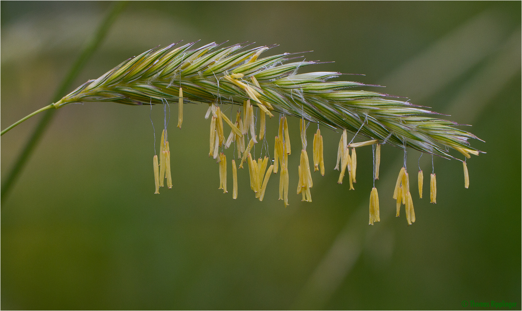 Gebirgs Roggen (Secale montanum)