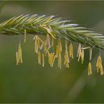 Gebirgs Roggen (Secale montanum)