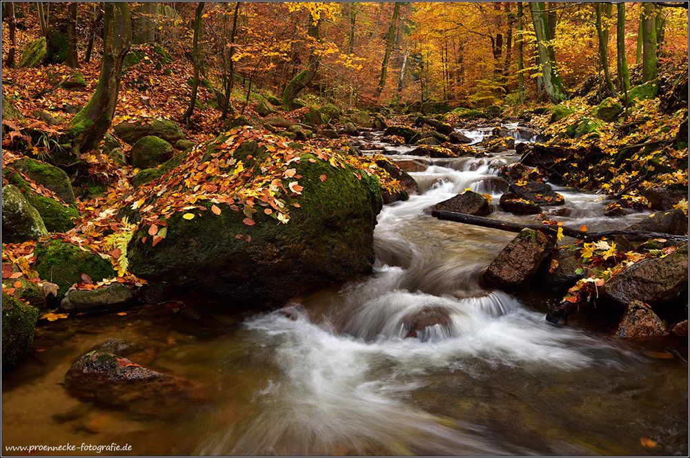 Gebirgsbach im Herbst