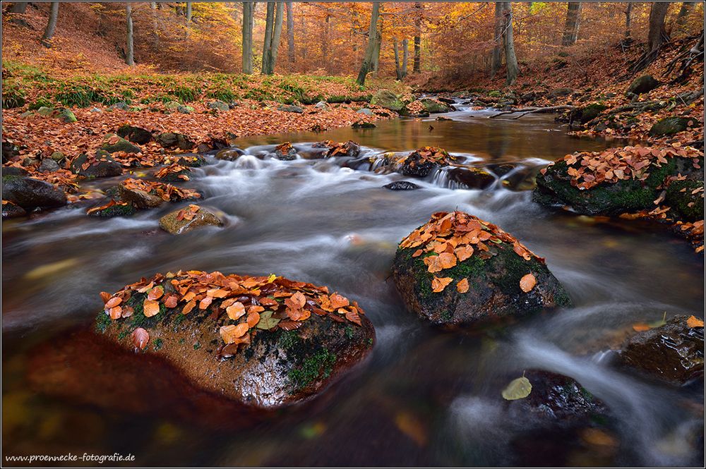 Gebirgsbach im Herbst II