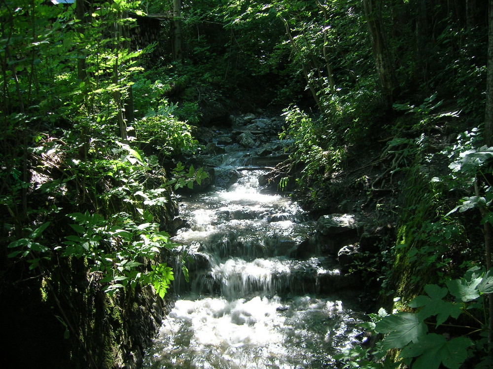 Gebirgsbach im Wald