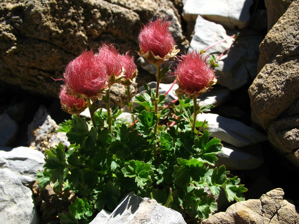 Gebirgsblümchen