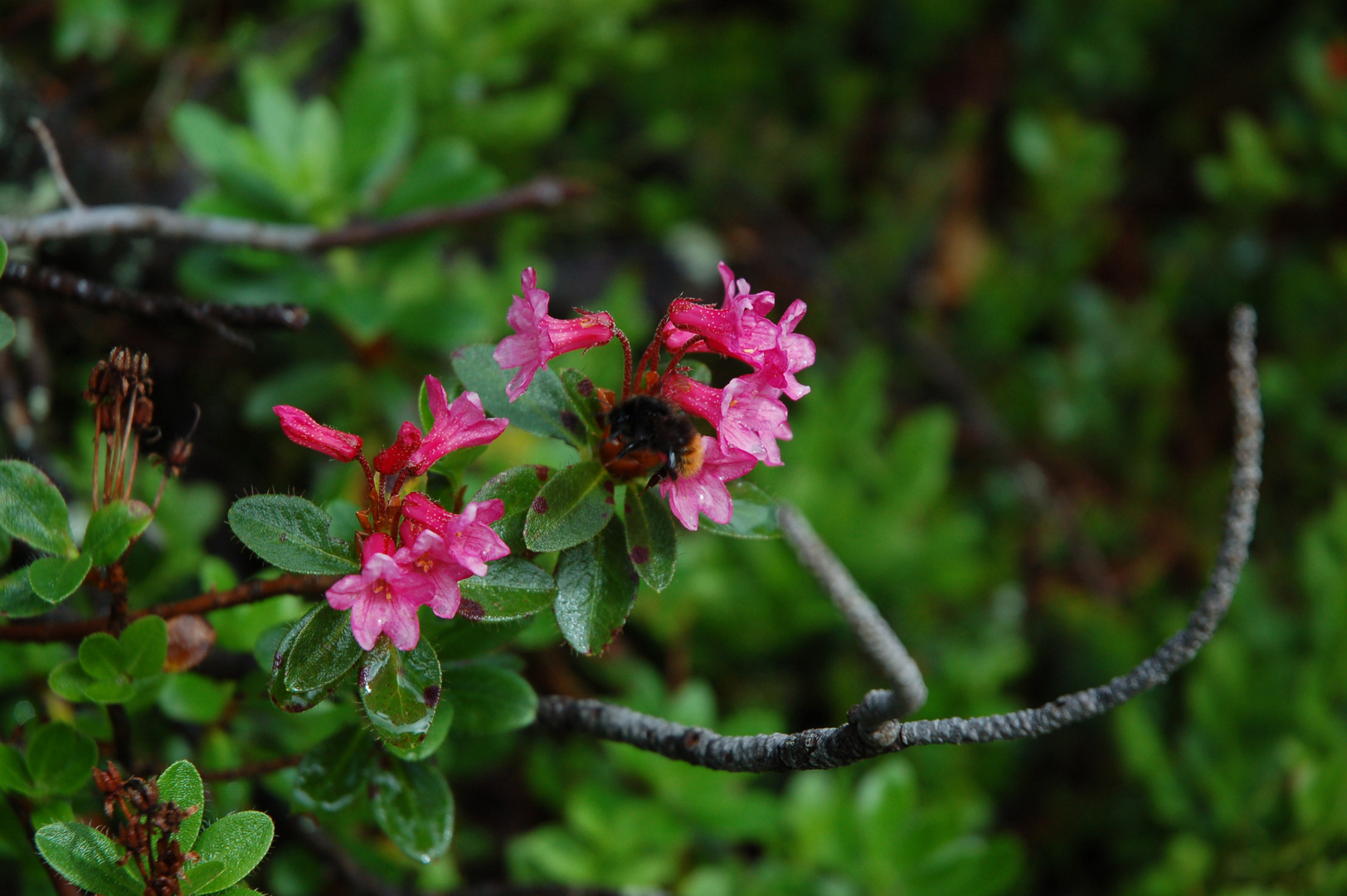 Gebirgsblüten