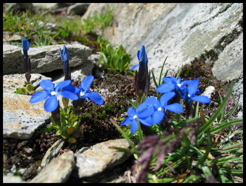 Gebirgsblumen