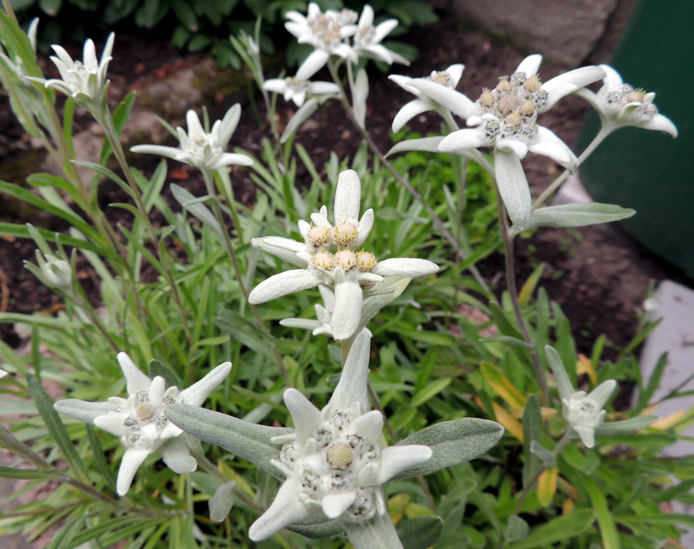 Gebirgsblumen (Edelweiß ) im Flachland