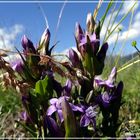 Gebirgsblumen oberhalb des Stubaitales/Österreich - 03.08.2015