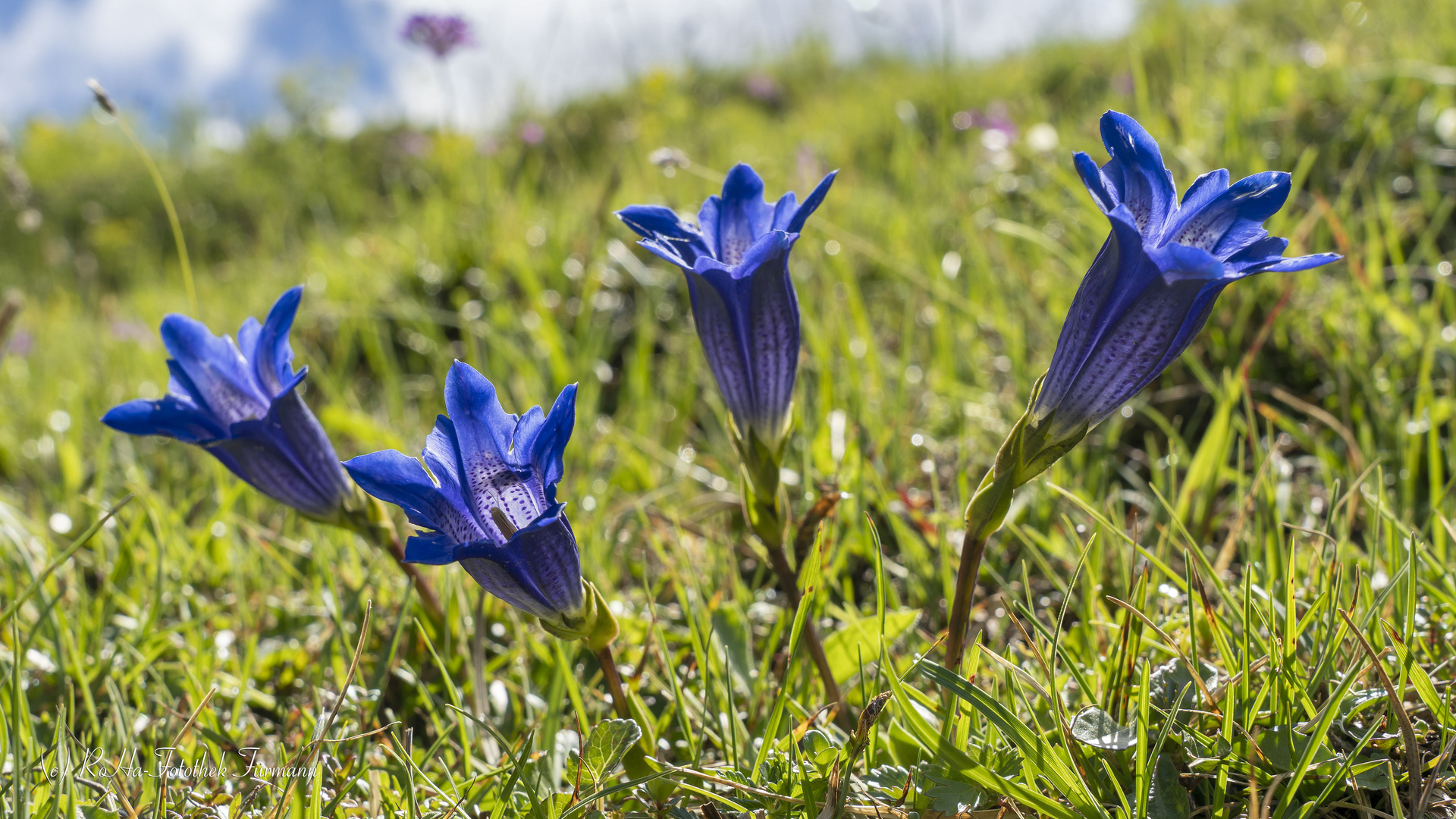 Gebirgsenzian auf der Bindalm im Nationalpark Berchtesgaden