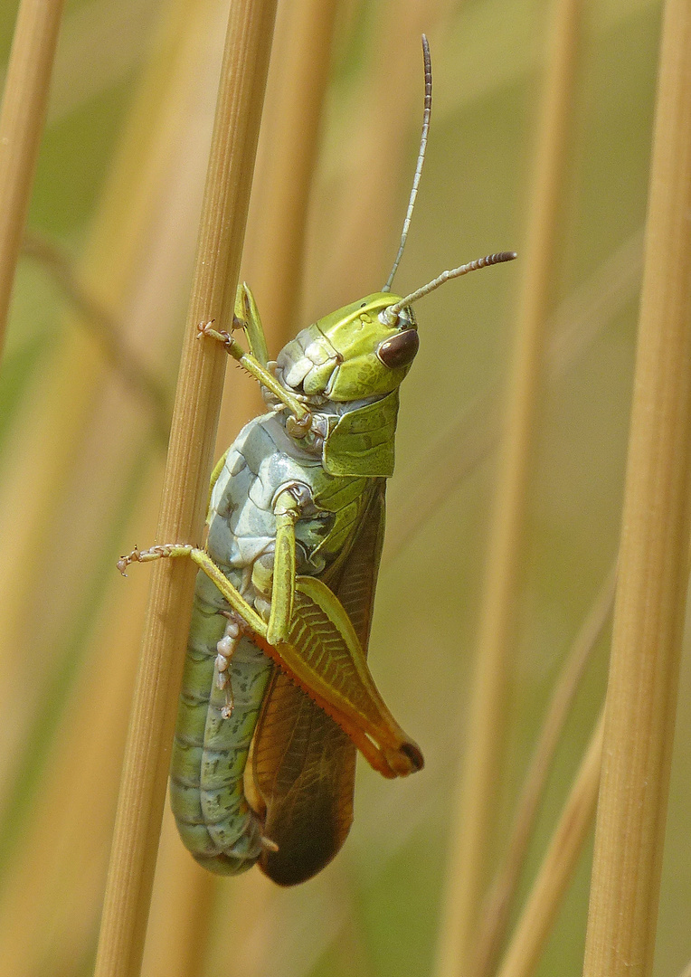 Gebirgsgrashüpfer