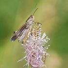 Gebirgsgrashüpfer (Stauroderus scalaris)