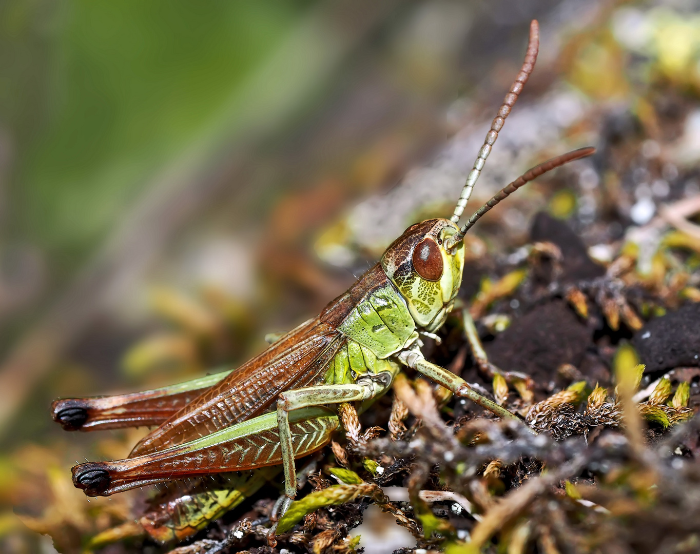 Gebirgsgrashüpfer (Stauroderus scalaris) - Le Criquet jacasseur.