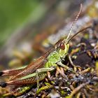 Gebirgsgrashüpfer (Stauroderus scalaris) - Le Criquet jacasseur.