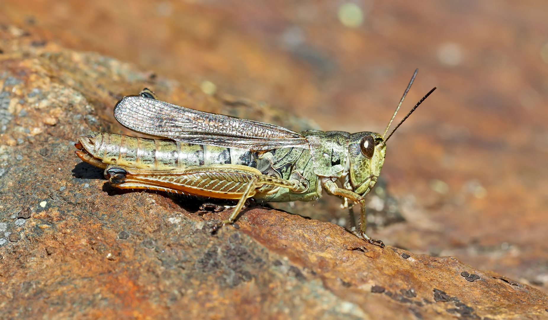 Gebirgsgrashüpfer (Stauroderus scalaris) - Staurodère scalaire sur un rocher coloré...