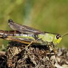 Gebirgsgrashüpfer, Weibchen (Stauroderus scalaris), 2. Foto * - Criquet jacasseur, une femelle. 