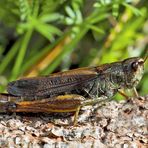 Gebirgsgrashüpfer, Weibchen (Stauroderus scalaris)* - Criquet jacasseur, une femelle.