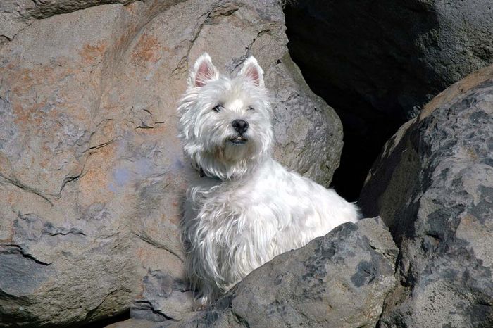 Gebirgsjäger Foto & Bild | tiere, haustiere, hunde Bilder auf fotocommunity