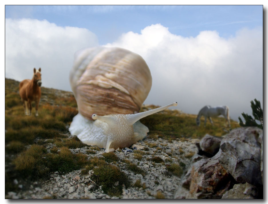 Gebirgsriesenschnecke