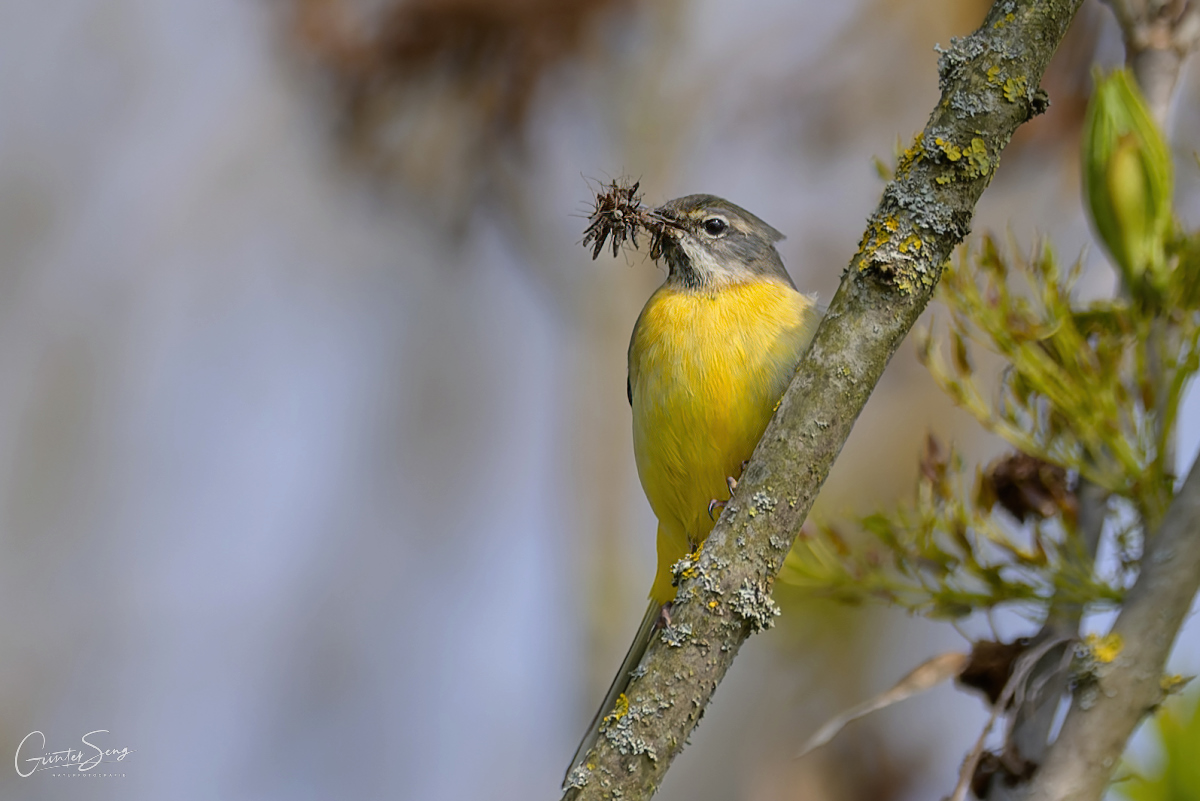 Gebirgsschafstelze bei Futter sammeln (Motacilla cinerea) 