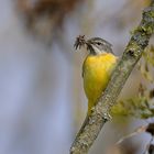 Gebirgsschafstelze bei Futter sammeln (Motacilla cinerea) 