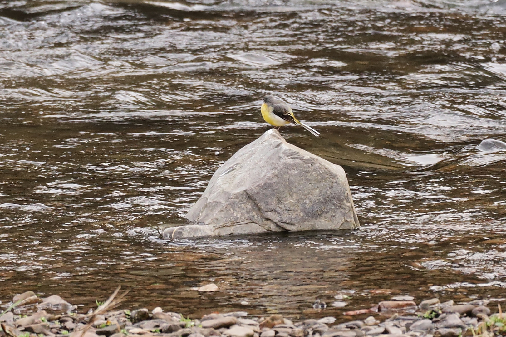 Gebirgsstelze (2018_12_18_EOS 6D Mark II_9592_ji)