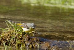 Gebirgsstelze am Bach