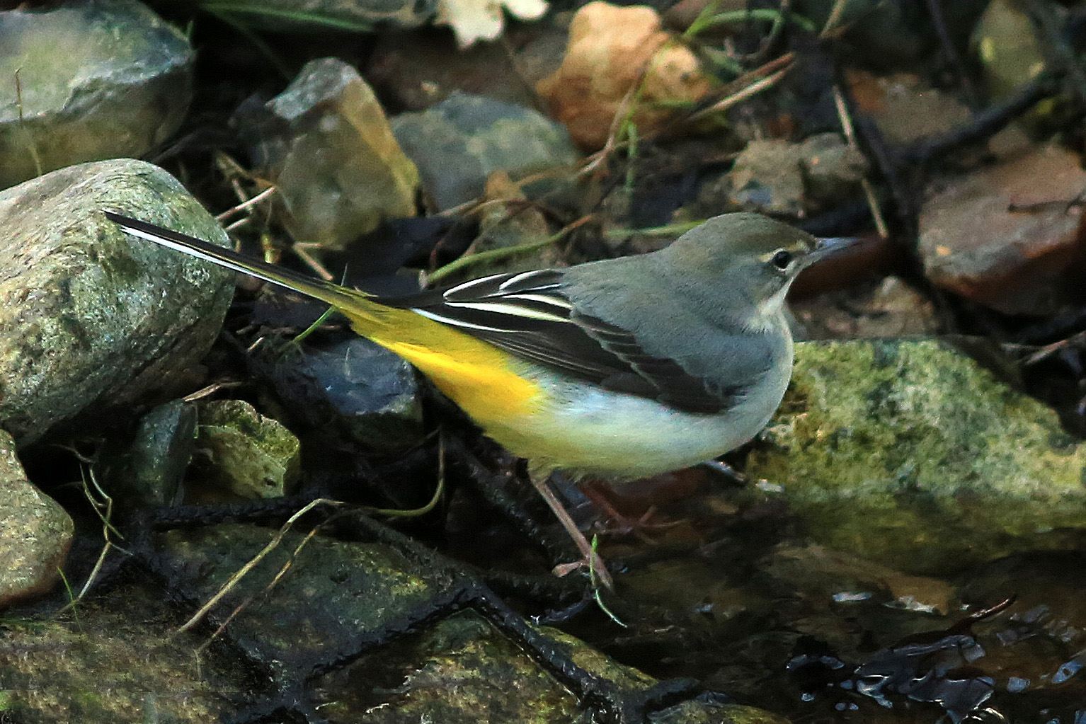 Gebirgsstelze an der Tarpenbek, Norderstedt